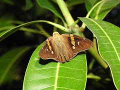 Aguna asander asander