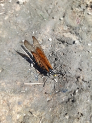 Acraea horta