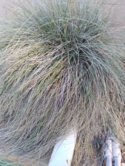 Muhlenbergia rigens