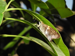 Aguna asander asander