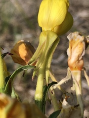Oenothera oakesiana