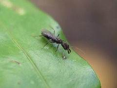 Odontomachus