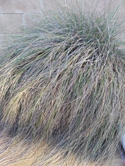 Muhlenbergia rigens