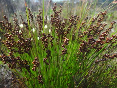 Elegia microcarpa