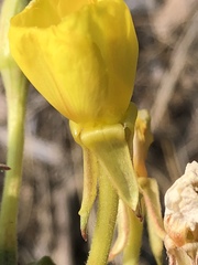 Oenothera oakesiana