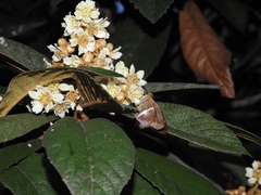 Aguna asander asander