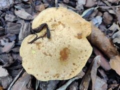 Suillus collinitus