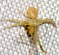 Misumessus oblongus
