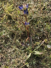 Gentiana decumbens