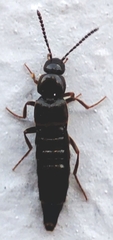 Staphylinidae