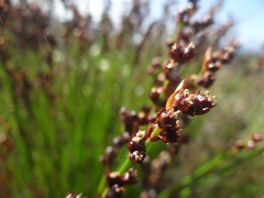 Elegia microcarpa