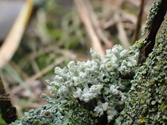 Physcia adscendens