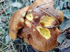 Suillus collinitus