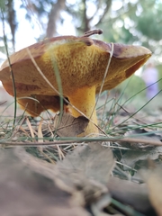 Suillus collinitus