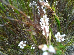 Spatalla racemosa