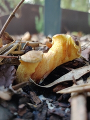 Suillus collinitus