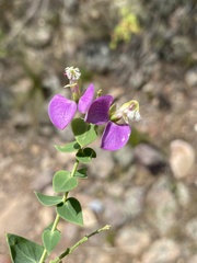 Polygala fruticosa