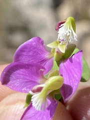 Polygala fruticosa