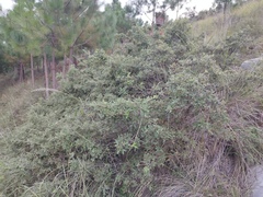 Quercus microphylla