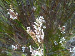 Spatalla racemosa
