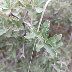 Quercus microphylla