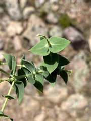 Polygala fruticosa