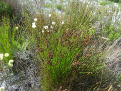 Elegia microcarpa