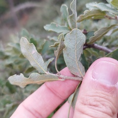 Quercus microphylla