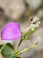 Polygala fruticosa