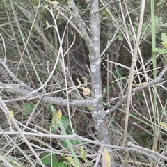 Quercus microphylla