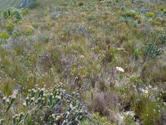 Spatalla racemosa