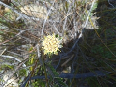 Leucospermum truncatulum