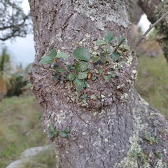 Cercocarpus