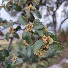 Cercocarpus