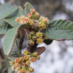 Cercocarpus