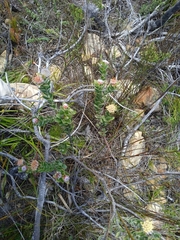 Leucospermum truncatulum