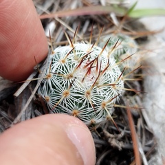 Mammillaria haageana
