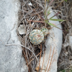 Mammillaria haageana