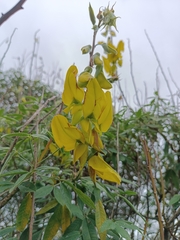 Crotalaria agatiflora