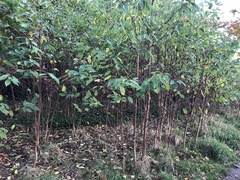 Prunus
