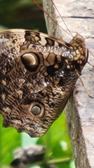 Opsiphanes quiteria
