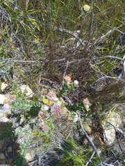 Leucospermum truncatulum