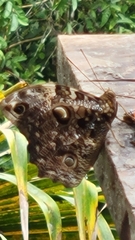 Opsiphanes quiteria