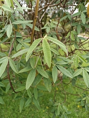 Crotalaria agatiflora