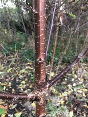 Prunus
