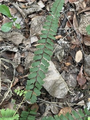 Adiantum incisum