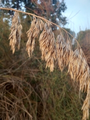 Ampelodesmos mauritanicus