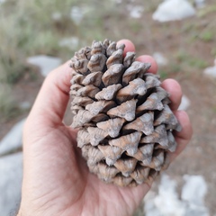 Pinus pseudostrobus apulcensis