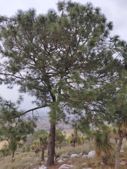Pinus pseudostrobus apulcensis