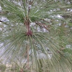 Pinus pseudostrobus apulcensis